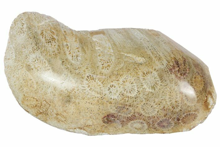 Polished Fossil Coral Head - Indonesia #237510